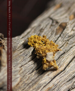 1.21gの魚のような形で薄く繊細な組成の自然金-G0569-2