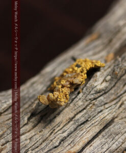 1.21gの魚のような形で薄く繊細な組成の自然金-G0569-4