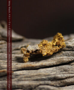 1.21gの魚のような形で薄く繊細な組成の自然金-G0569-5