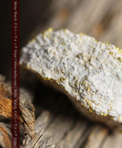 16.7gの金と石英の交じり合った美しい姿の特別な大粒自然金-G0577-7